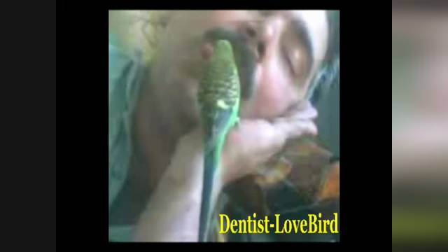 مرغ عشق دندانساز