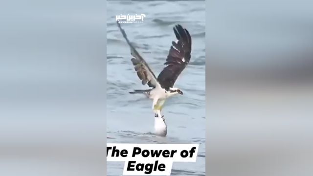 قدرت شگفت‌ انگیز عقاب در شکار ماهی از رودخانه را ببینید