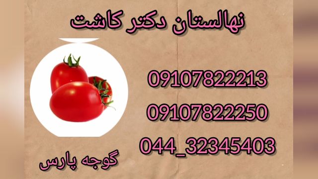 فروش عمده بذر گوجه فرنگی پارس