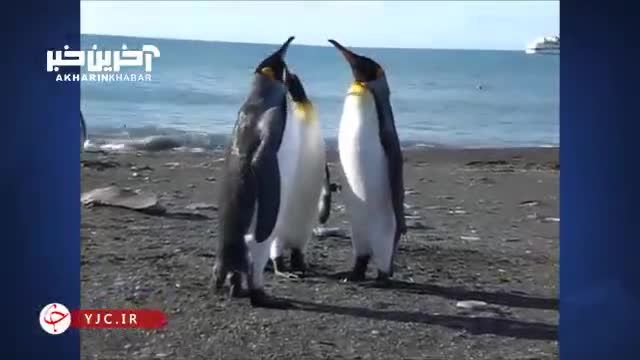 دعوای 3 پنگوئن امپراتور در ساحل