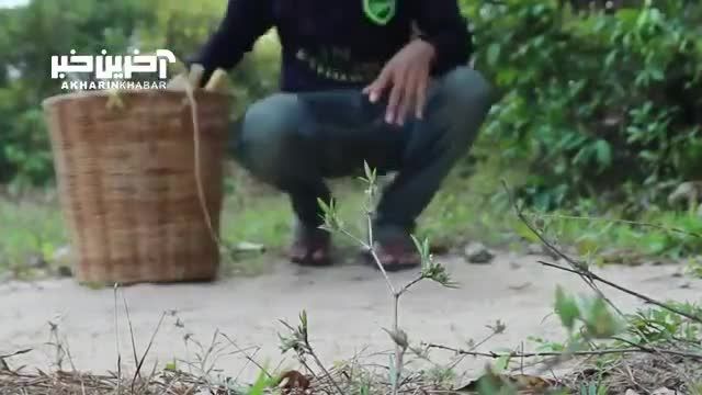 تله کشاورز تایلندی برای به دام انداختن سمورهای تخم مرغ دزد