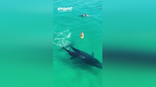 بازیگوشی بچه نهنگ گوژپشت زیر یک قایق
