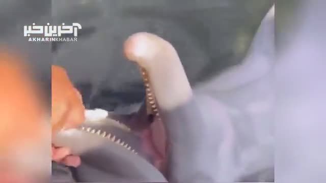 ویدئویی جالب از مسواک زدن به دلفین
