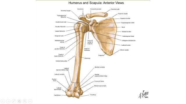 تدریس جامع و کامل آناتومی | مبحث: استخوان شناسی اندام فوقانی |  بخش اول