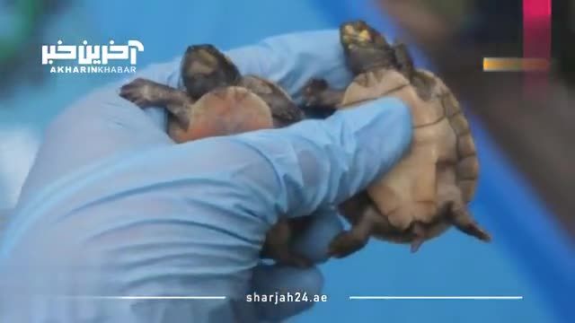 درهای نجات برای 4 هزار لاک‌پشت زنده از دست قاچاقچیان