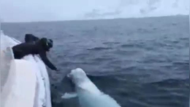 توپ بازی  با نهنگ‌ بلوگا  توسط یک قایقران | ویدیو