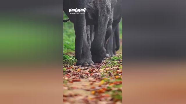 نمایی زیبا از ابهت فیل ها در هنگام قدم زدن