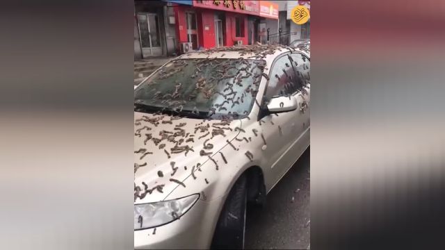 بارش کرم بر فراز خیابان‌های پکن | ویدیو