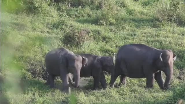 حقایق باور نکردنی  در مورد فیل های آفریقایی