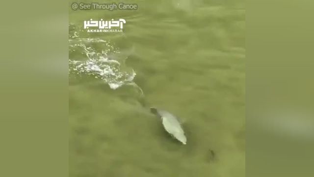 تعقیب‌ و گریز زیبای دلفین با ماهی در آبهای آزاد