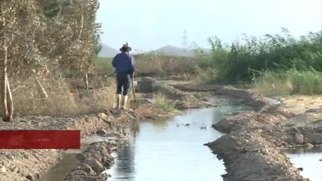 تصاویری از تخریب مزارع آلوده به آب فاضلاب در شیراز