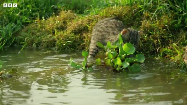 گربه های ماهیگیر | ویدیویی از ماهیگیری گربه های بزرگ