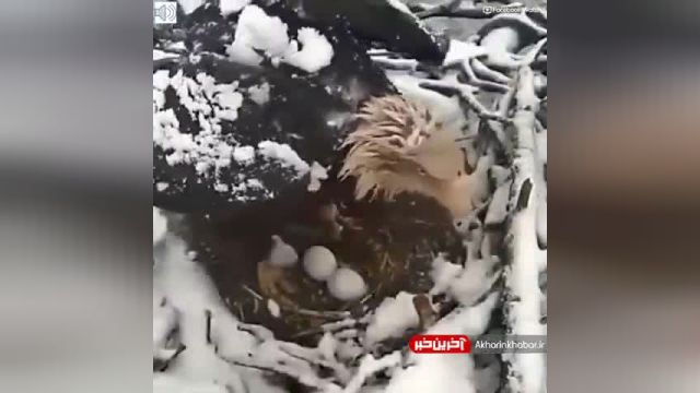 مراقبت عقاب مادر از فرزندانش در سرما و یخبندان