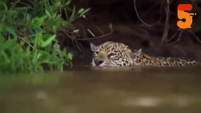 ویدیویی جذاب از شکار کردن حیوانات در حیات وحش