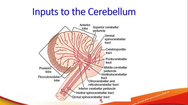 مخچه (Cerebellum) | آموزش فیزیولوژی اعصاب | جلسه بیست و یکم (2)