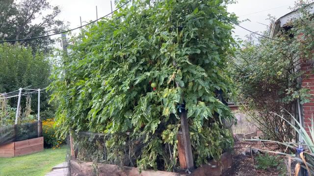 بررسی 7 مشکل در کاشت گوجه فرنگی
