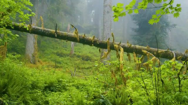 صداهای جنگلی روز بارانی | محیطی آرامش بخش برای مطالعه یا خواب | قسمت 1