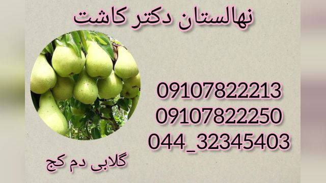 فروش عمده نهال گلابی دم کج