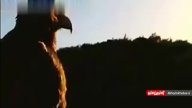 شکار کبک  توسط عقاب | لحظه های ناب حیات وحش