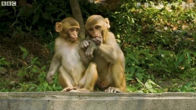 شیرجه میمون ها در استخر برای تفریح و خوش گذرانی!