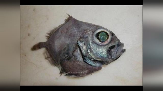 They're All Right Here Weird fish found after tsunami