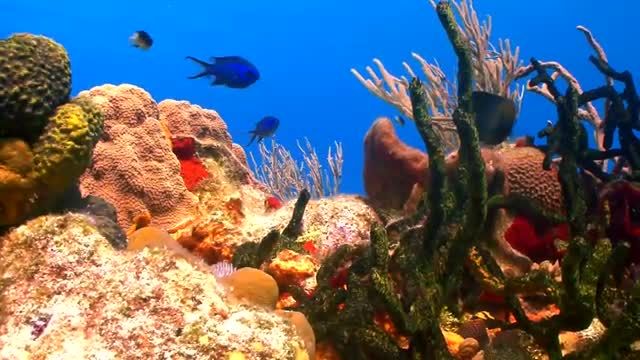 زندگی دریایی زیر آب | لاک پشت های دریایی ماهی، صخره مرجانی و موسیقی آرام