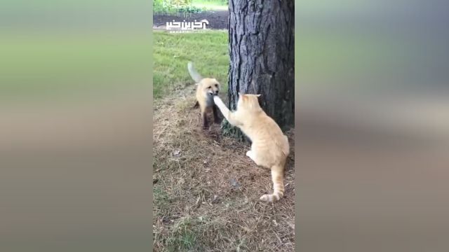 سیلی زدن گربه شجاع به صورت روباه مزاحم