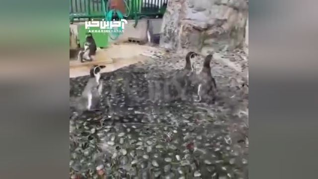 تلاش بامزه پنگوئن‌ها برای شکار یک پروانه در باغ وحش