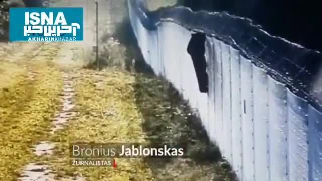 تلاش جالب یک خرس روسی برای فرار از اروپا | ویدیو