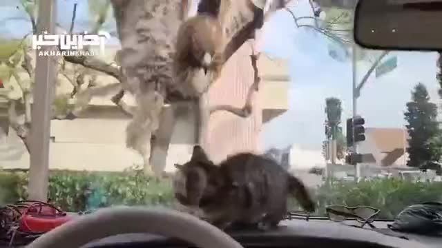 ماجرای هیجان‌انگیز شاهین در تلاش برای شکار گربه از پشت شیشه خودرو