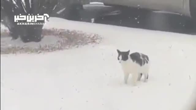 ذوق یک بچه گربه با دیدن اولین برف زندگی اش (تماشا کنید)