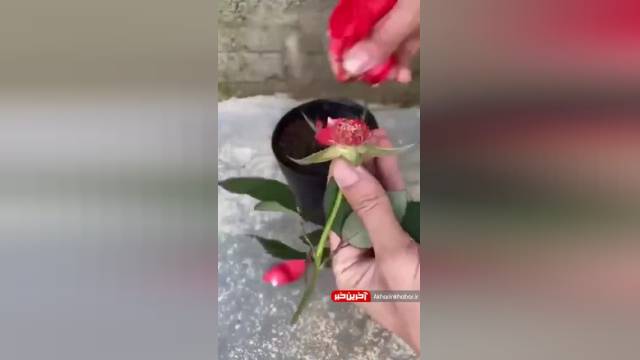 آموزش تکثیر گل رز با قلمه زدن ساقه | ویدیو