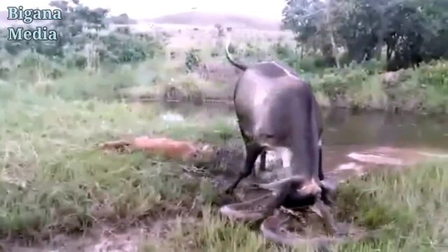 مبارزه گاو با مار بزرگ و غول پیکر پیتون | گاو برای نجات گوساله اش تلاش می کند