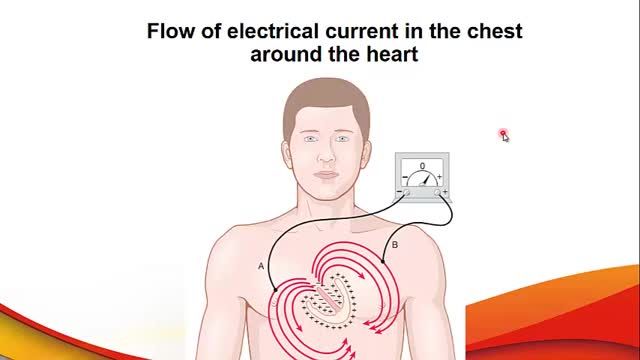 آموزش فیزیولوژی قلب | جلسه پنجم (بخش 1) | الکتروکاردیوگرام و نحوه تشکیل امواج