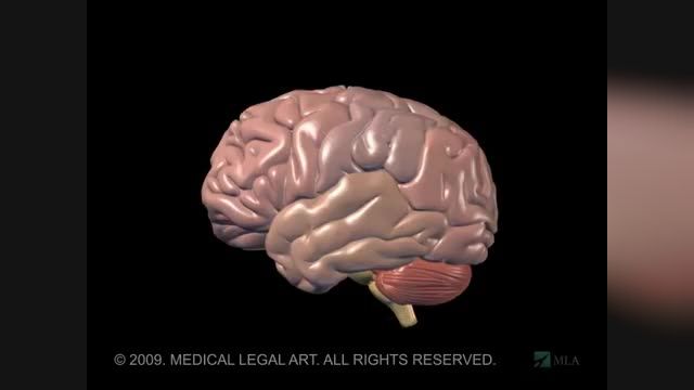 آناتومی و عملکرد مغز | سلامت هسته