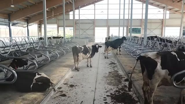 ساخت جایگاه گاو شیری (فری استال)