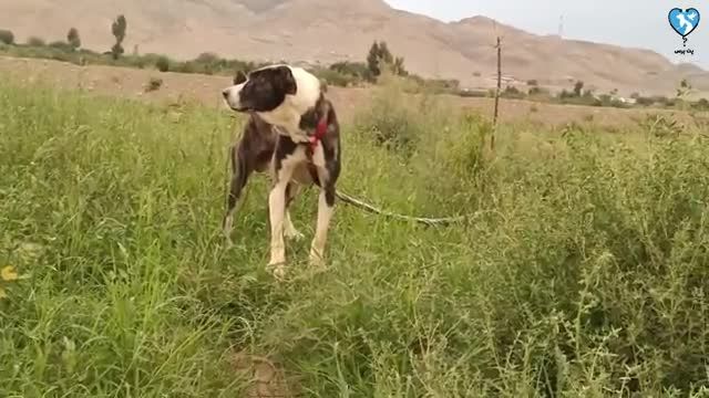 خاص ترین نژادهای سگ دنیا را با دیدن این ویدیو بشناسید!