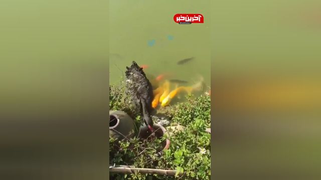 غذا دادن اردک به ماهی ها | ویدیو