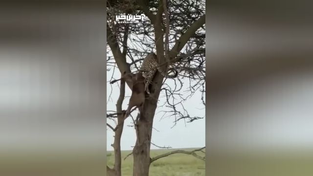 قدرت باورنکردنی پلنگ در بالا بردن لاشه گوزن از درخت
