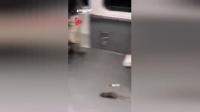 پرسه موش در متروی شیبویا ژاپن + فیلم