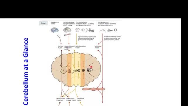 مخچه (Cerebellum) | آموزش فیزیولوژی اعصاب | جلسه بیست و یکم (3)