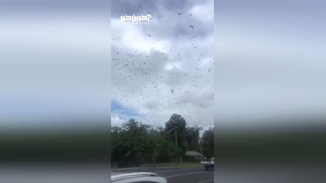 حمله خفاش ها به شهرهای جنوب شرقی استرالیا