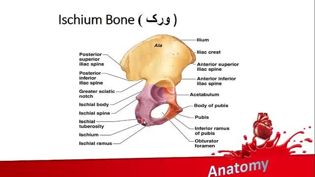 استخوان های اندام تحتانی | آموزش علوم تشریح (آناتومی) اسکلتی - عضلانی | جلسه بیست و نهم (2)