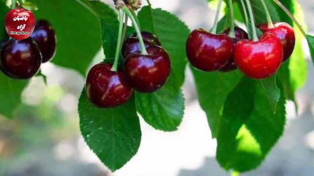 راه حل‌ های رایگان برای بهبود میوه‌ دهی درختان میوه