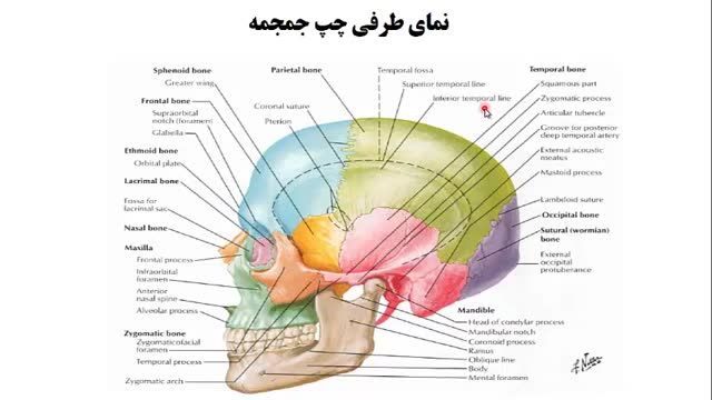 استخوان های جمجمه (Skull) | آموزش جامع علوم تشریح آناتومی سر و گردن | جلسه اول (12)