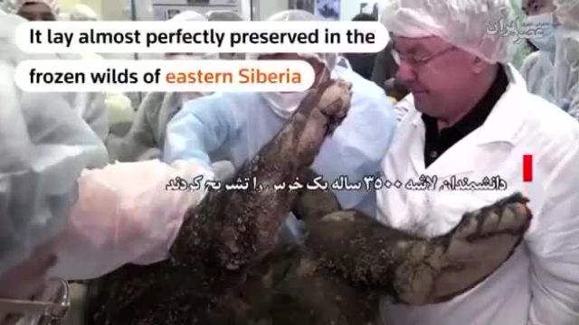 تشریح لاشه سالم خرس 3500 ساله که در یخبندان گرفتار شده بود | ویدئو
