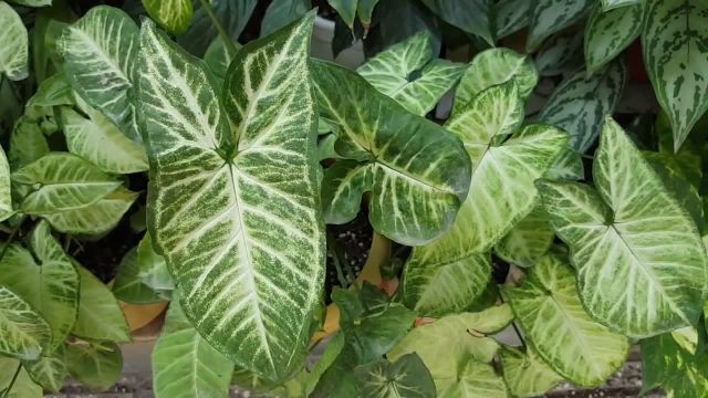 نگهداری و مشکلات گیاه سینگونیوم (پنجه غازی)؛ یک گیاه رونده با رشد فوق‌العاده
