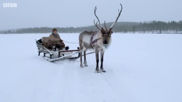 سرزمین عجایب زمستانی حیوانات | دیدن این ویدیو را از دست ندهید!