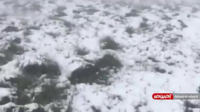 بارش برف ارتفاعات شاهرود را سفیدپوش کرد | ویدیو