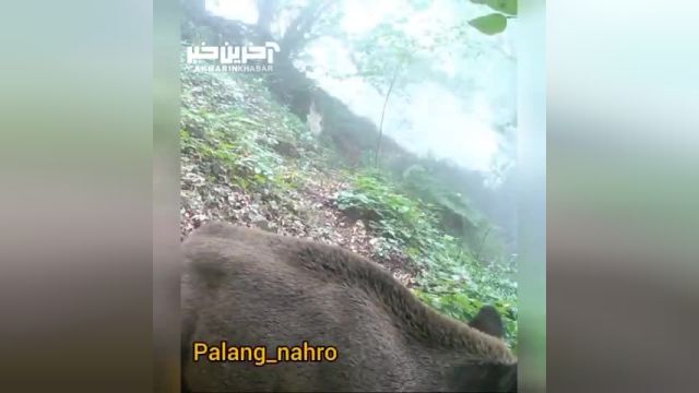 کمین پلنگ برای شکار گراز در ارتفاعات مازندران